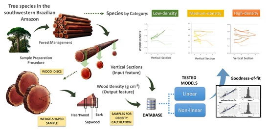 Imagen de portada: Densidad básica de la madera en árboles grandes: impactos en las estimaciones de biomasa en el suroeste de la Amazonía brasileña
