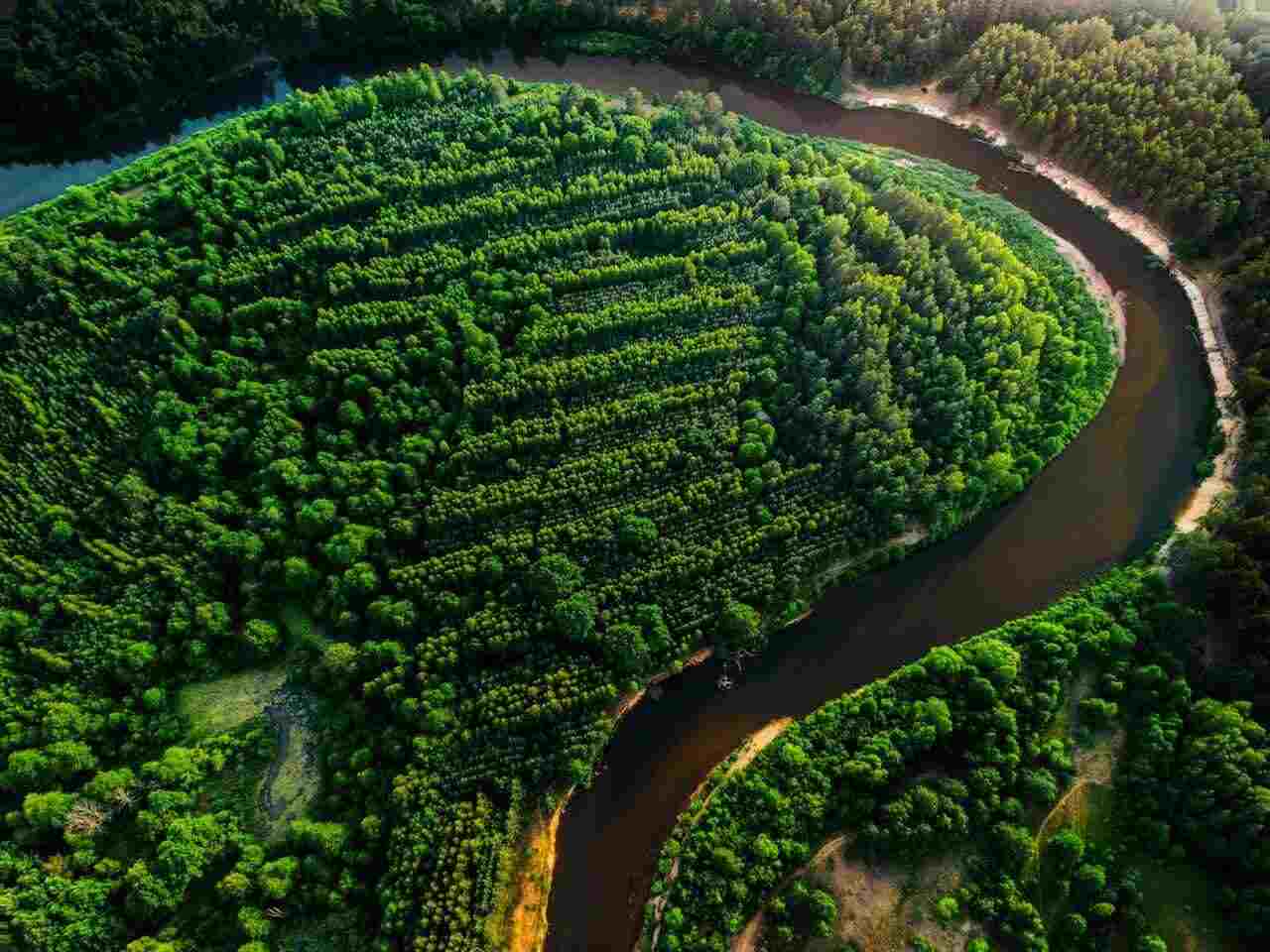 Bosque Amazónico y Biodiversidad - Conservar la biodiversidad amazónica, proteger especies y ecosistemas amenazados y fortalecer la gestión de áreas protegidas mediante enfoques científicos, comunitarios y de restauración ecológica.